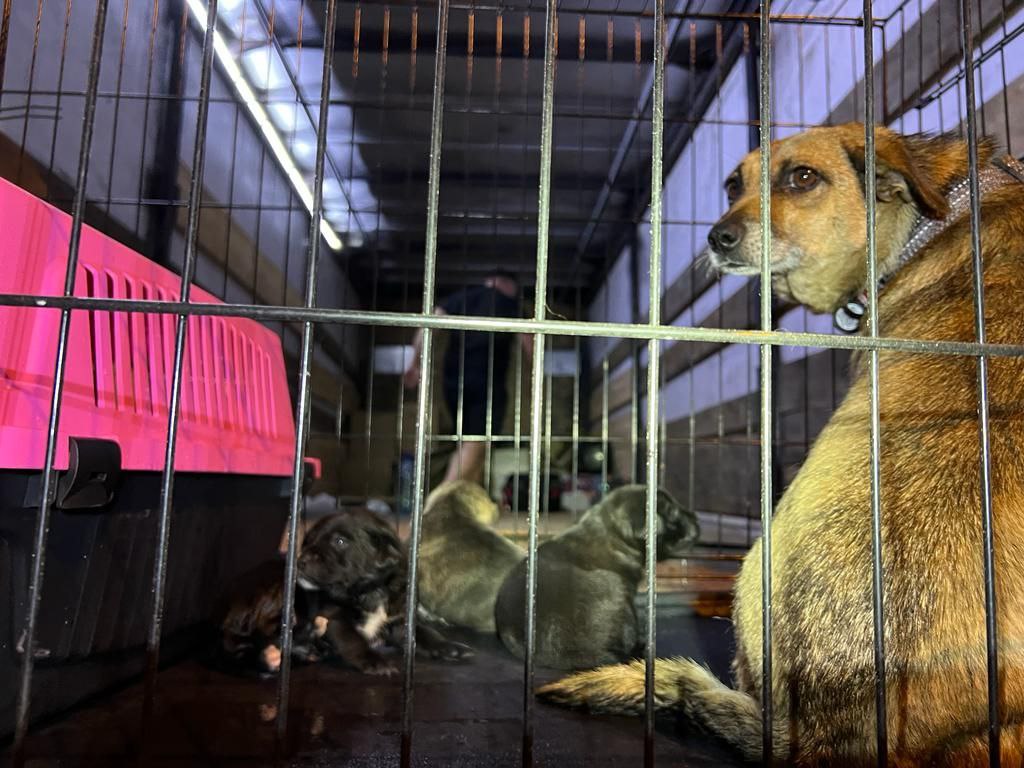 Врятували собак та кішок з затоплених будинків Херсону та доставили місцевим мешканцям допомогу поліцейски та волонтери Харкова